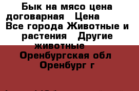 Бык на мясо цена договарная › Цена ­ 300 - Все города Животные и растения » Другие животные   . Оренбургская обл.,Оренбург г.